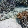 marsa2009 3